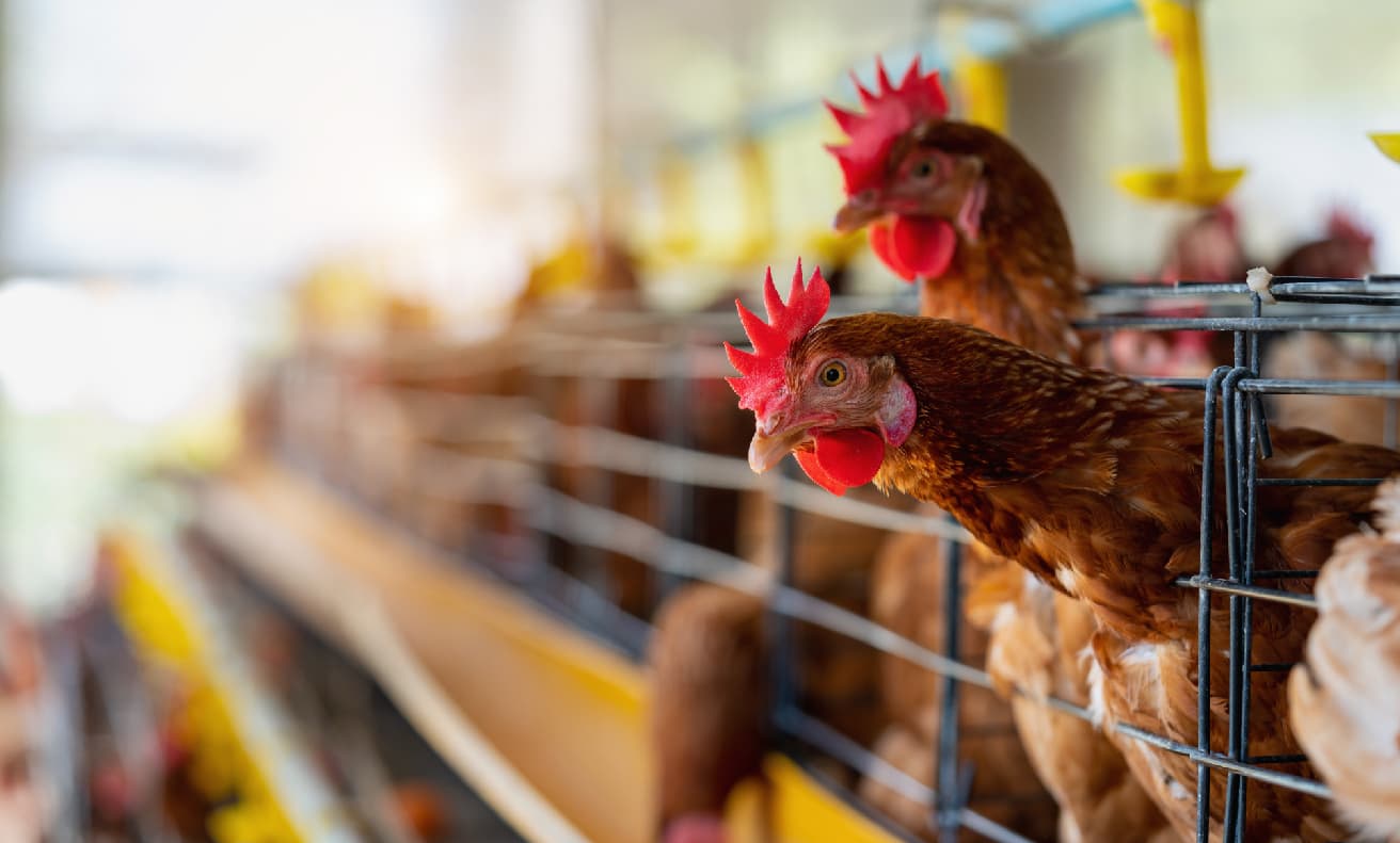 Panamá celebra el Día del Avicultor: el pollo, la proteína más consumida del país