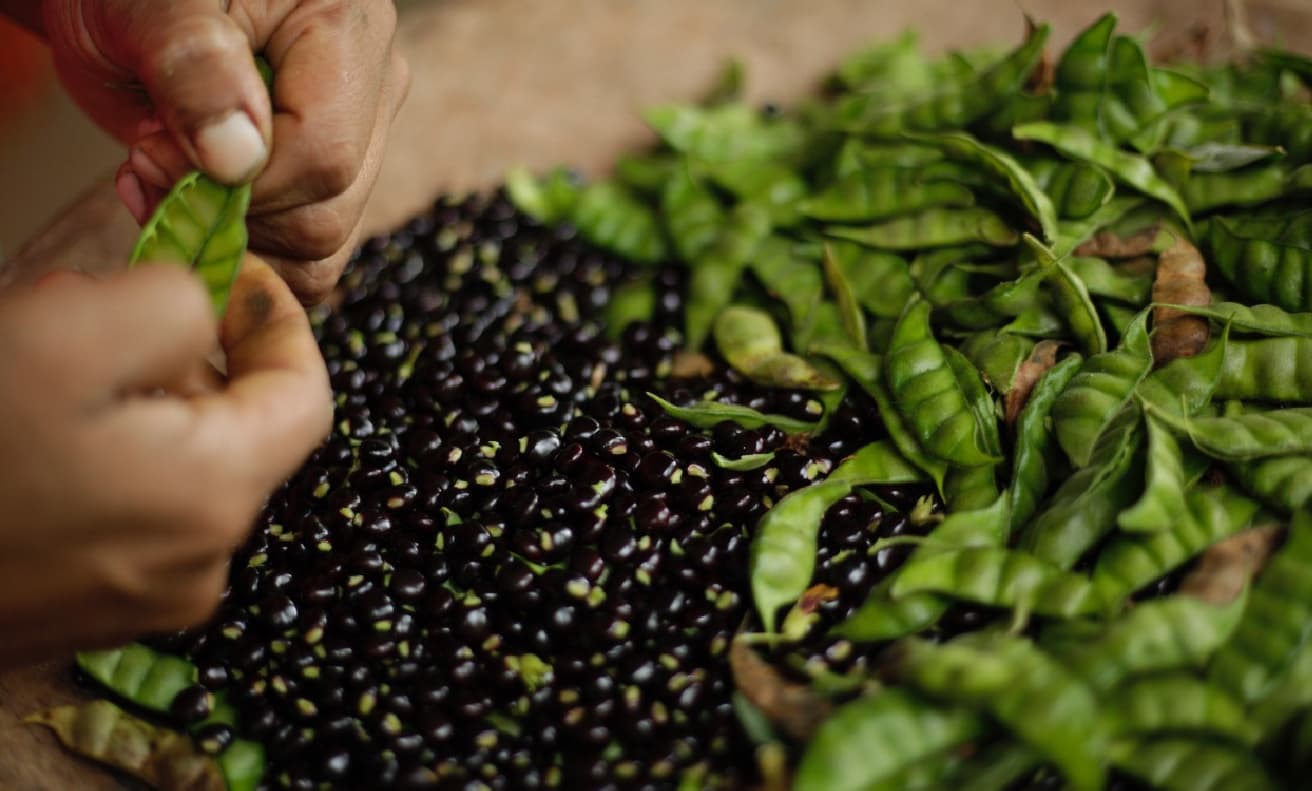 Panamá produce guandú en el 80% de sus provincias y avanza en estudios para su conservación