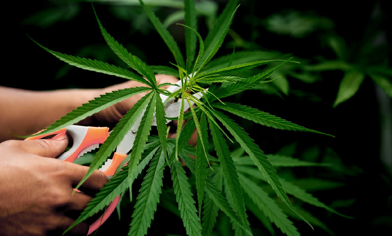 Investigación revela posibles daños del cannabis en la calidad de los óvulos