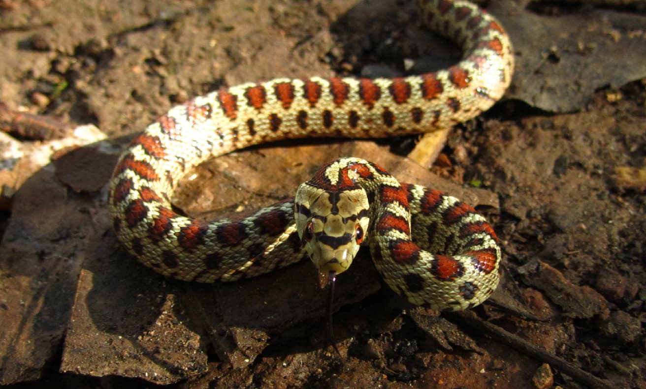 Mordeduras de serpiente: un riesgo silencioso y cómo actuar ante una emergencia